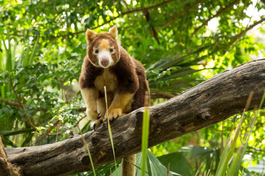 Tree Kangaroo in Adelaide, Australia