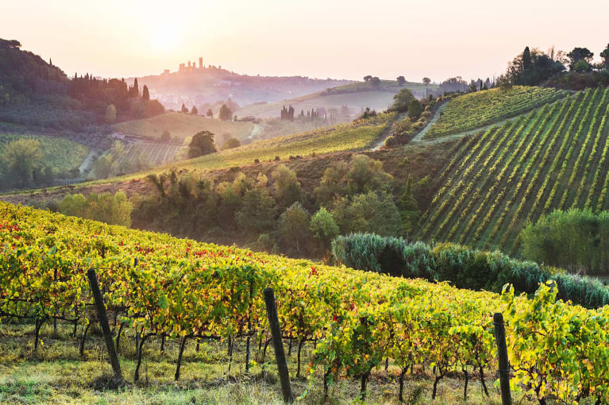 Vineyards of San Gimignano at sunrise, Tuscany, Italy