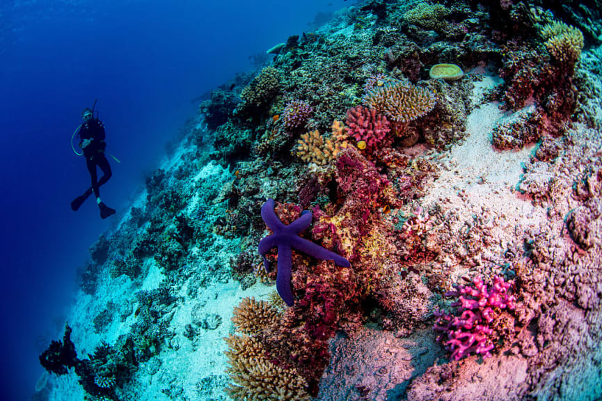 Scuba diver near a coral reef in Fiji