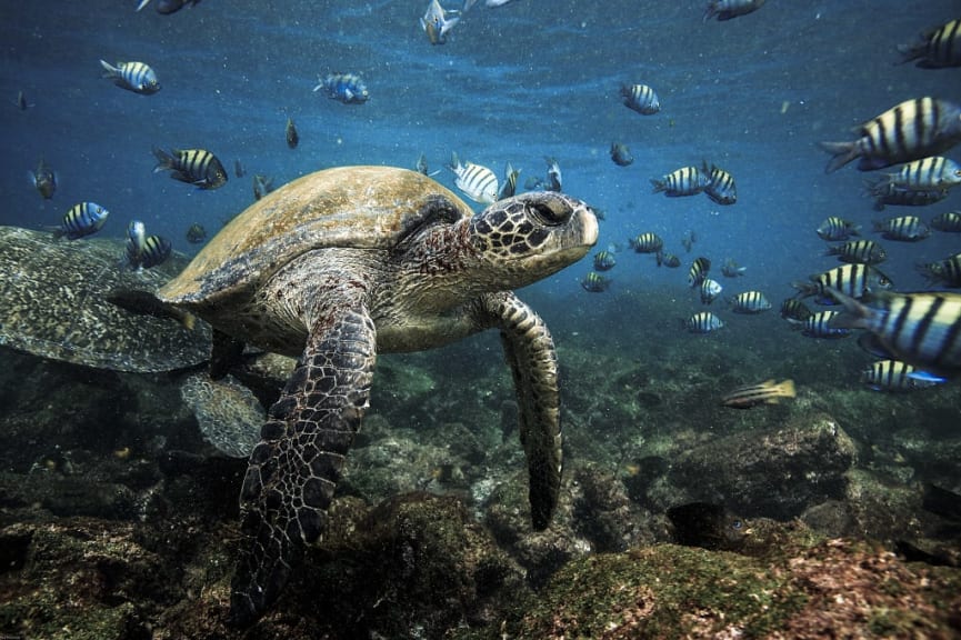 Sea turtle in the Galapagos Islands