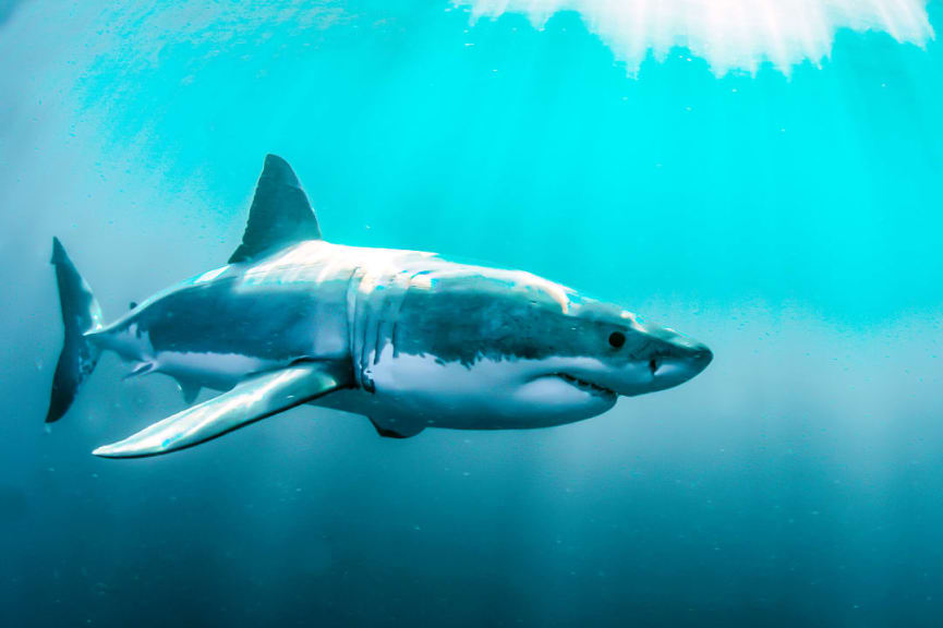 Great white shark, Gansbaai, South Africa