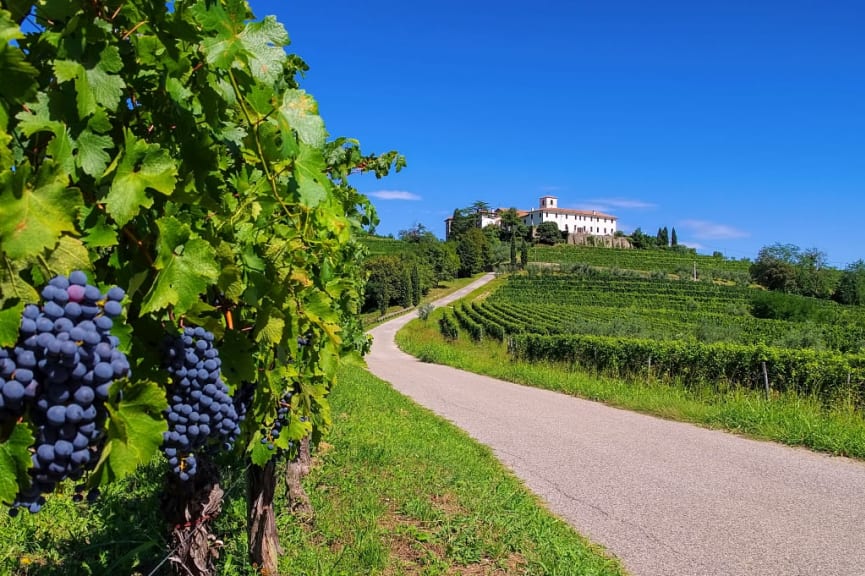 Vineyards in Northern Italy