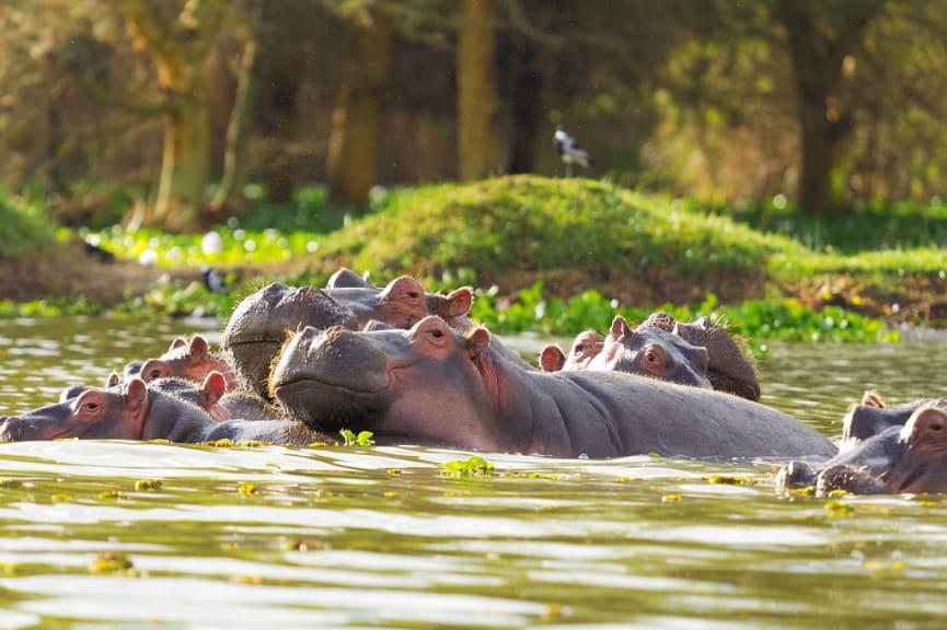 Group of hippopotamus in Lake Naivasha, Kenya