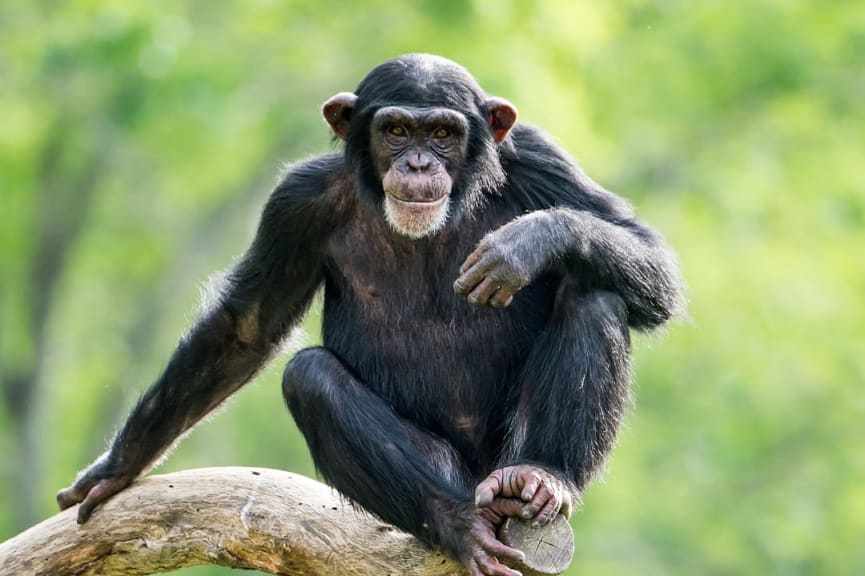 Chimpanzee in Nyungwe National Park, Rwanda