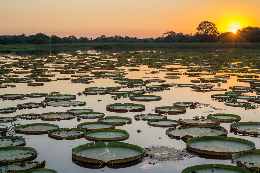 Victoria regias and sunset in Pantanal, Brazil.