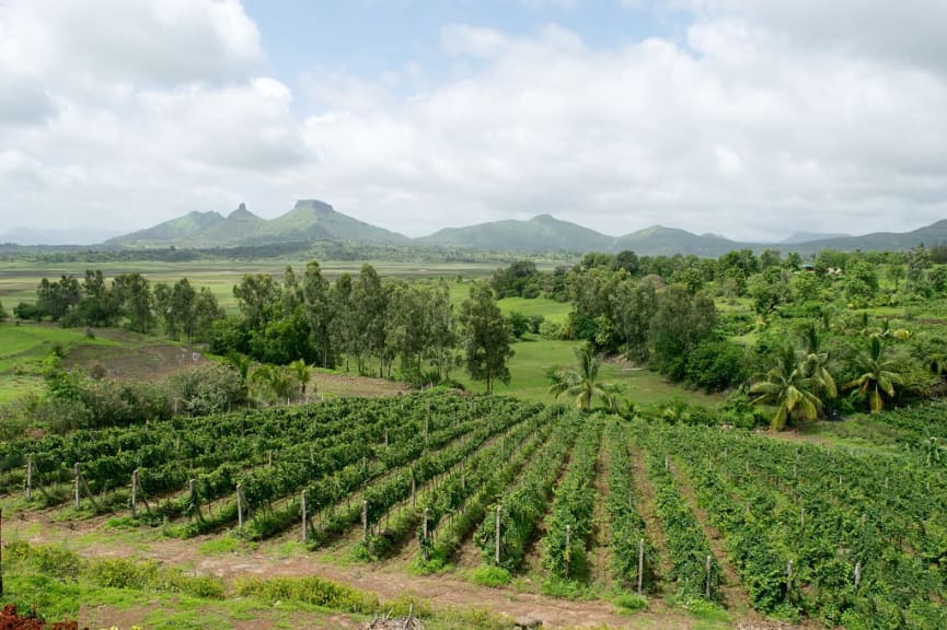 Vineyards in Nashik, India