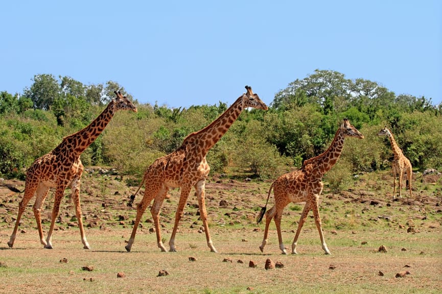 South Luangwa National Park, Zambia