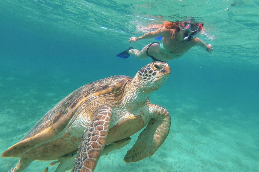 Woman snorkeling with sea turtle in the Red Sea in Marsa Alam