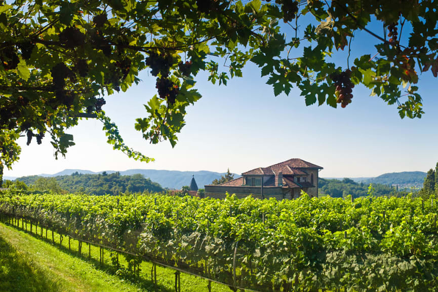 Vineyards in Italy under the midday summer sun