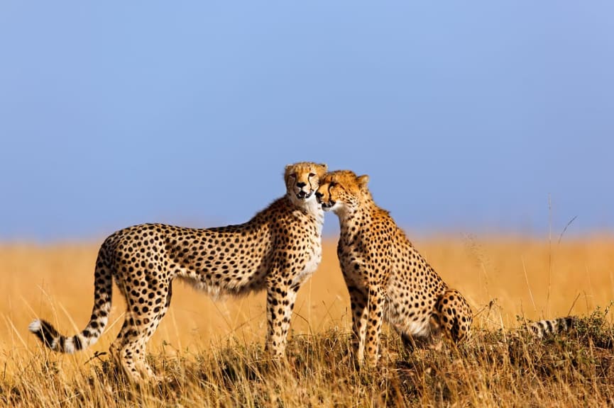 Cheetahs in Masai Mara, Kenya