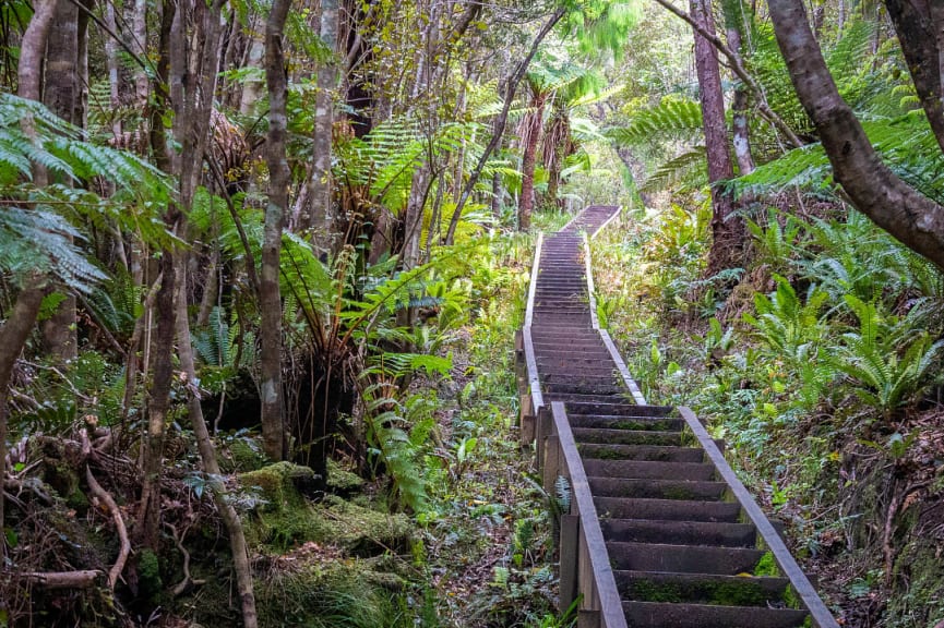 Staircase leading through dense forest in Rakiura Track, New Zealand