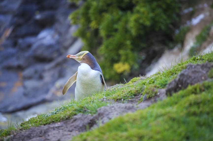 Yellow-eyed penguin Penguin at Katiki Nature Reserve South Island, New Zealand