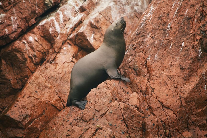 Sea lion on Islas Ballestas