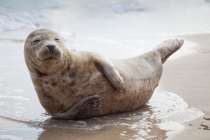 Baby sea lion on the beach in the Galapagos