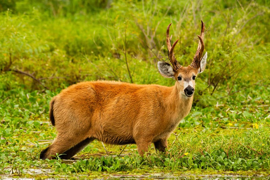 Marsh deer in Iberá National Park, Argentina