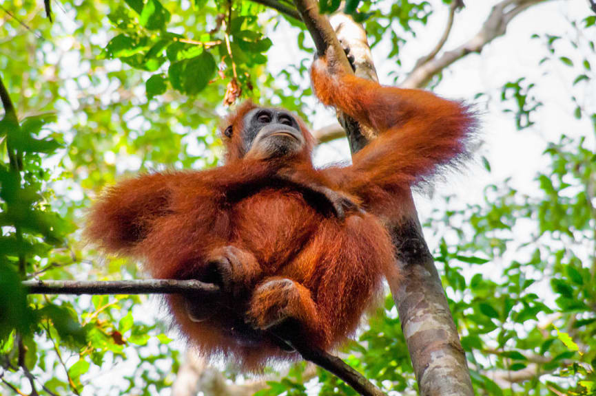 Orangutan in Sumatra Island, Indonesia