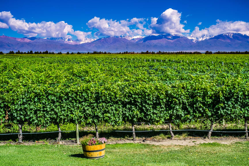 Vineyard with the Andes in the background in Mendoza, Argentina