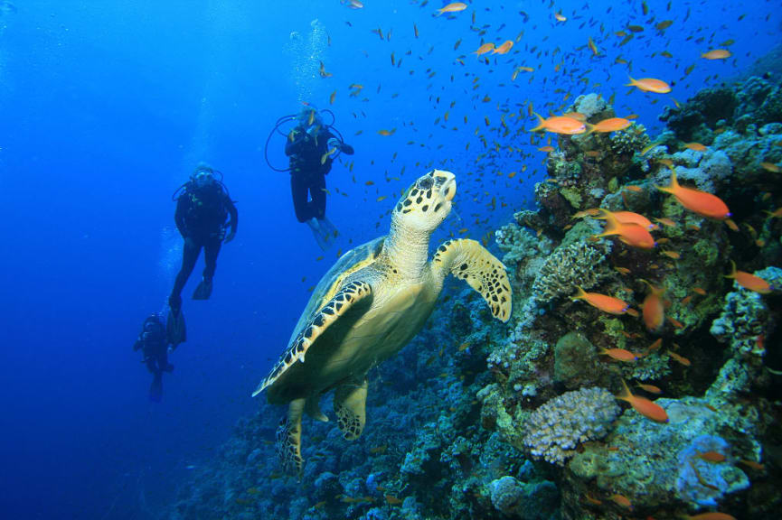 Scuba diving in Dahab, Egypt