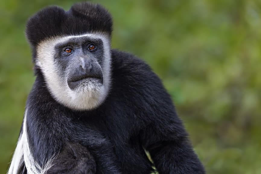 Colobus monkey in Mount Kenya National Park