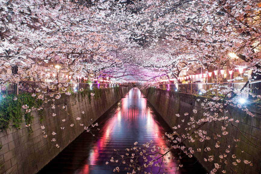 Cherry blossoms and evening city lights reflect in the Meguru Canal in Tokyo, Japan