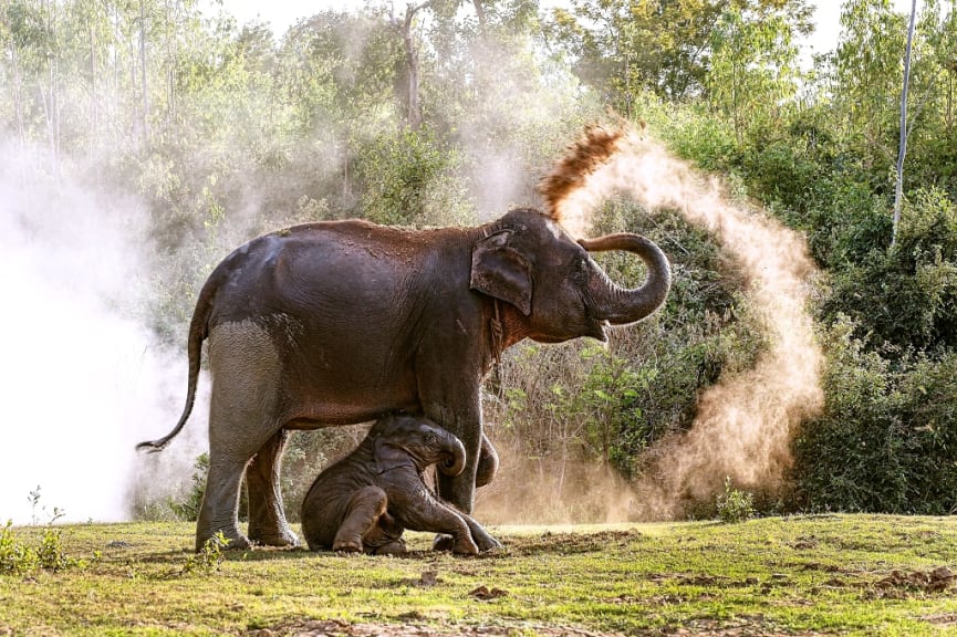 Asian wildlife, Vietnam