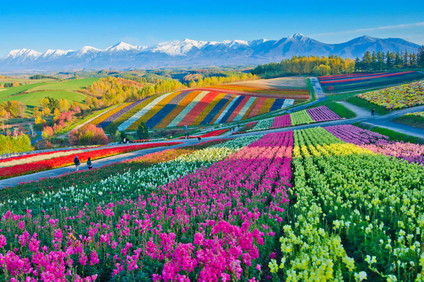 Flower Gardens Shikisai hill in Hokkaido, Japan