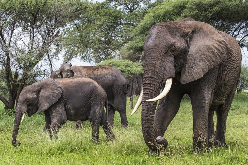 Elephants in Tarangire National Park, Tanzania