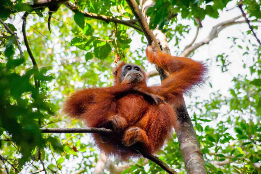 Sumatran orangutan sitting on top of a tree in Bukit Lawang, Sumatra, Indonesia
