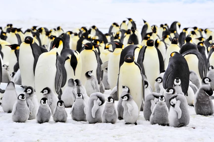 Adult emperor penguins and chicks
