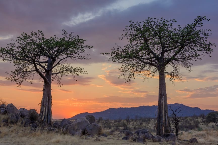 Ruaha National Park at sunset, Tanzania