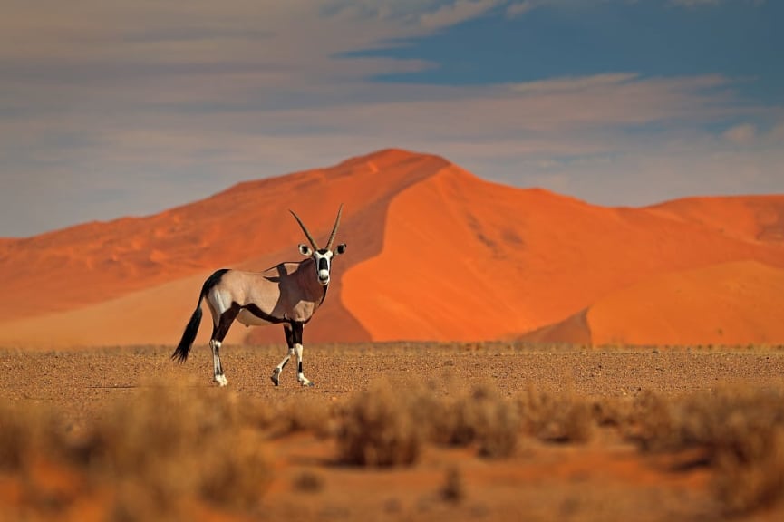 Oryx against the background of sand dunes, Namibia