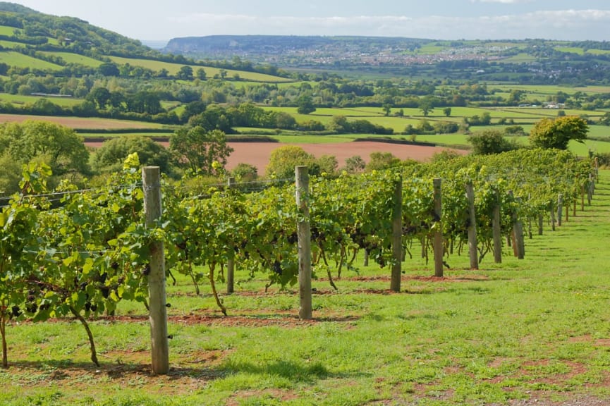 Vineyards in Devon, England