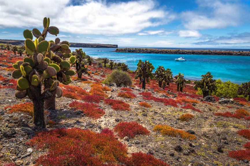 Cactuses in Plaza Sur Island, Galapagos, Ecuador