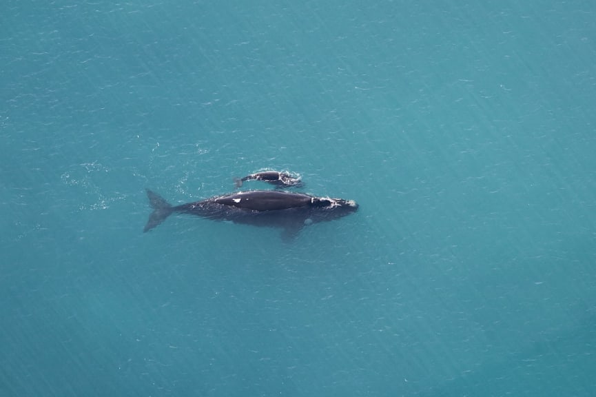 Whale and calf at the Head of Bight in Southern Australia