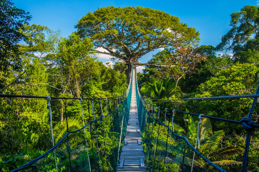 Suspension bridge in the Amazon rainforest