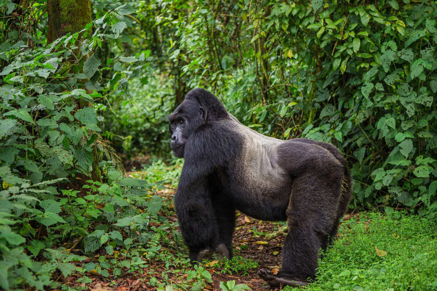 Gorilla in Bwindi Impenetrable Forest National Park, Uganda