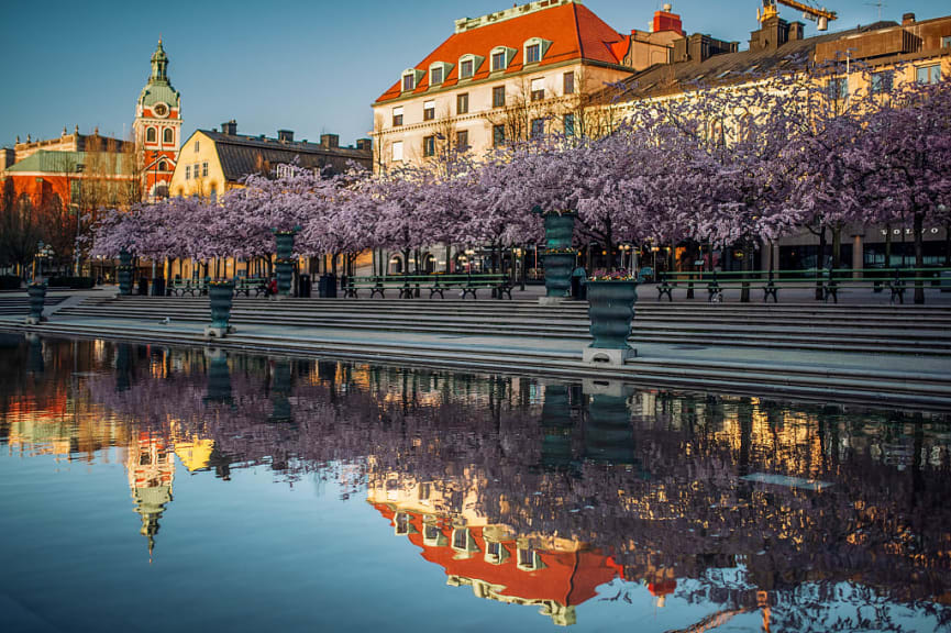 Cherry blossoms in the Kungstradgarden in Stockholm, Sweden