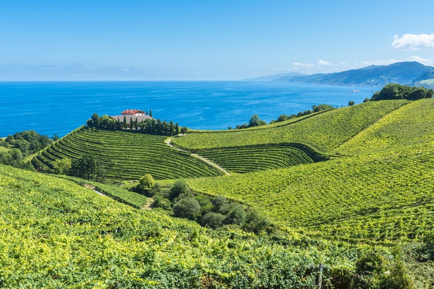 Wineyards in Getaria, Spain