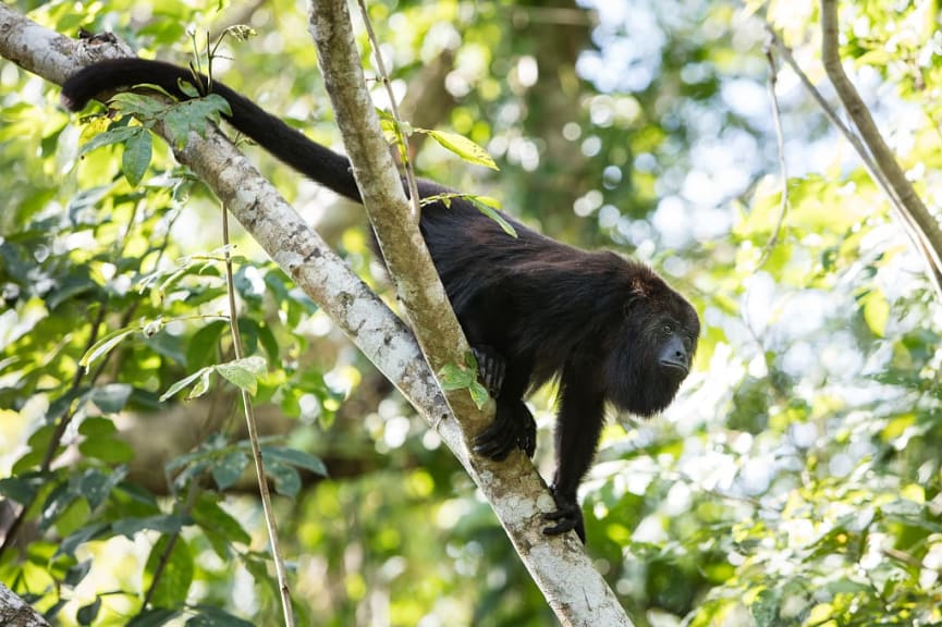 Howler monkey at Community Baboon Sanctuary, Belize