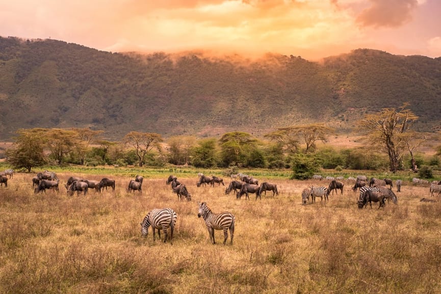 Herds of zebras and wildebeests in the Ngorongoro crater, Tanzania