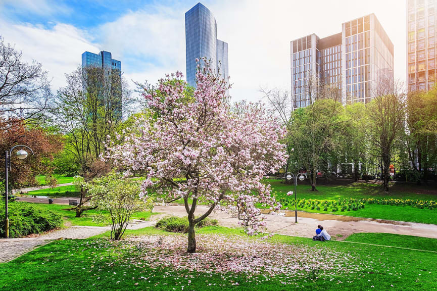 Couple sitting under a magnolia tree in a city park during Spring in Frankfurt Germany