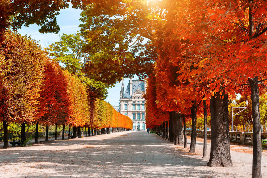Autumn trees in Tuileries Garden, Paris