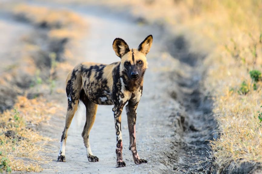 Wild African dog at Selous Game Reserve, Tanzania