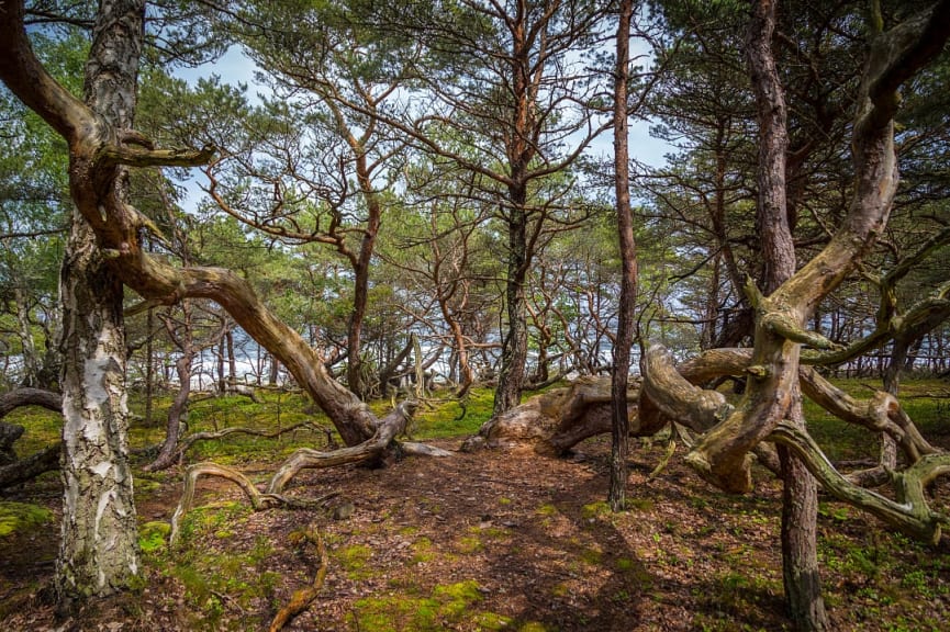 Troll Forest in Oland Island, Sweden