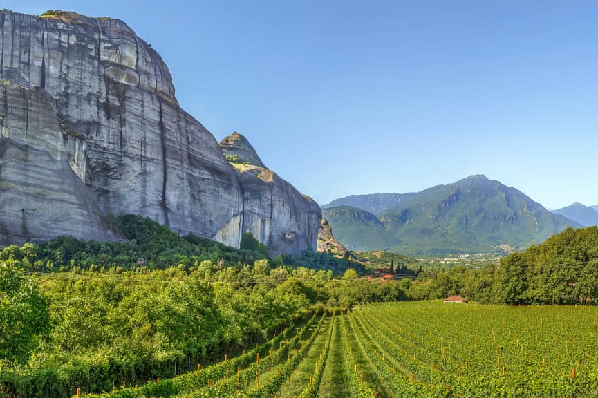 Vineyards in Meteora, Greece