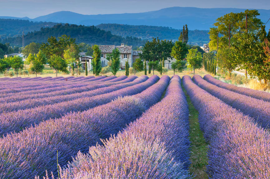 Road by lavender field in Provence, France