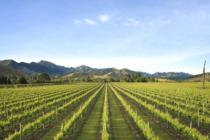 Vineyard in the Marlborough region of New Zealand's South island