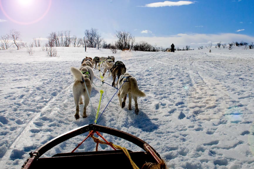 Dog-sledding during winter in Norway