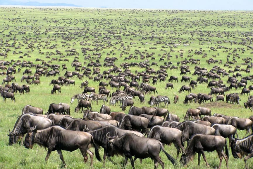 Great migration of wildebeests and zebras