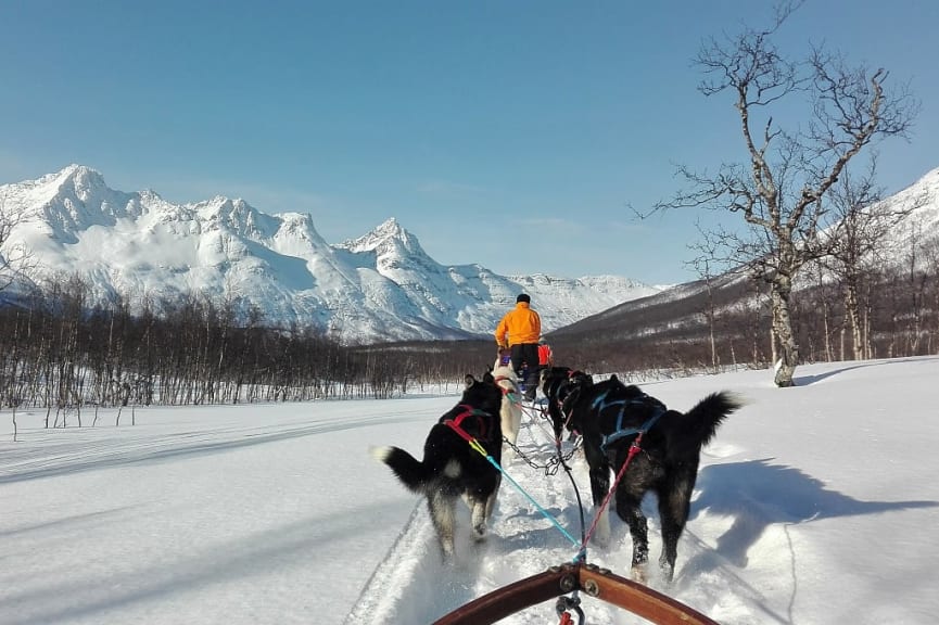 Dog sledding in Tromsø, Norway